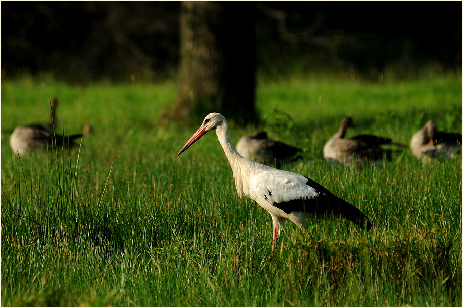 Weißstorch (Ciconia ciconia)