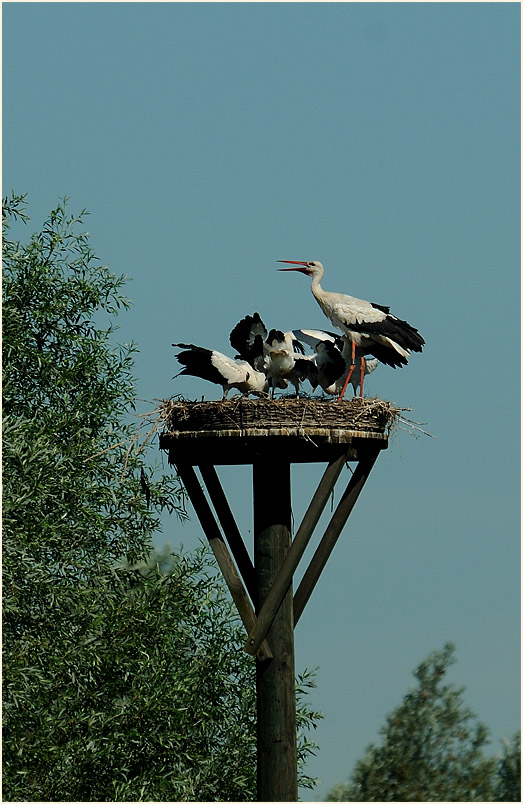 Weißstorch (Ciconia ciconia)