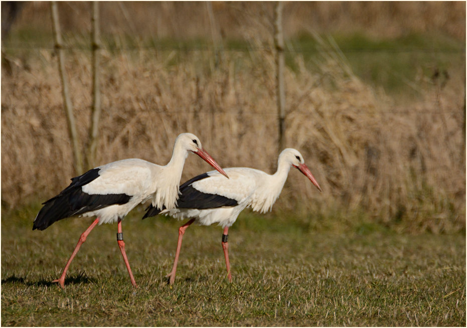 Weißstorch (Ciconia ciconia)