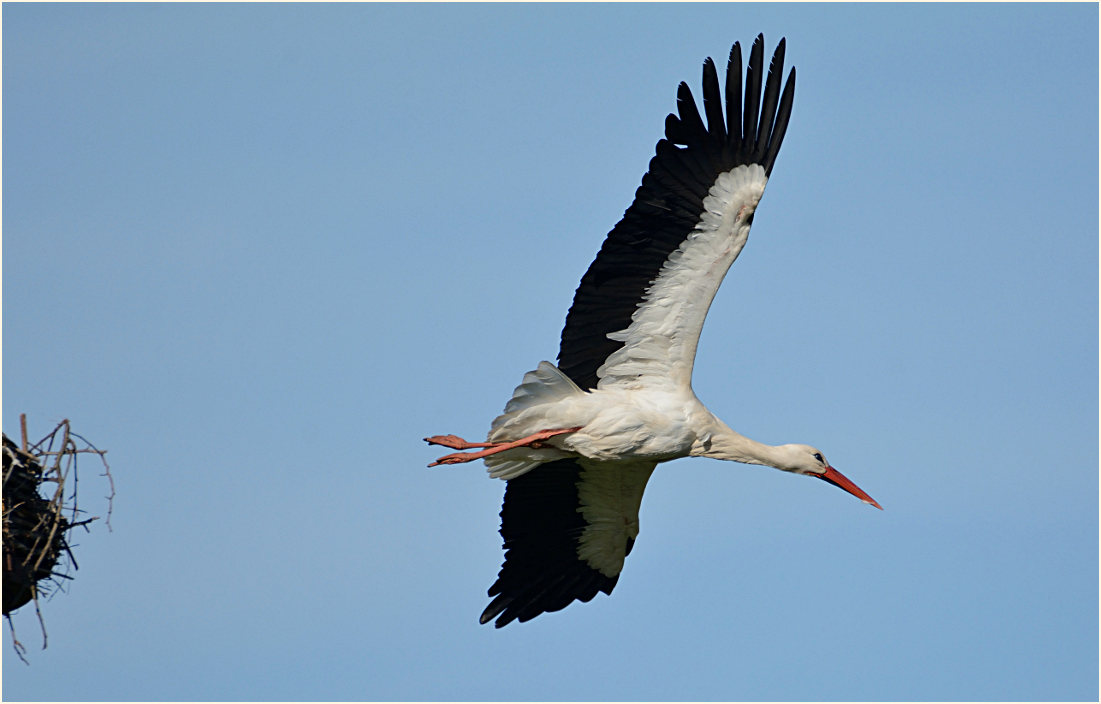 Weißstorch (Ciconia ciconia)