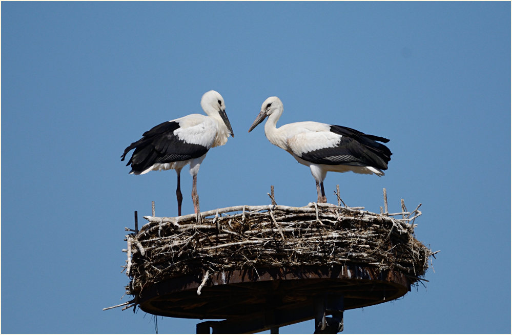 Junge Weißstörche (Ciconia ciconia)