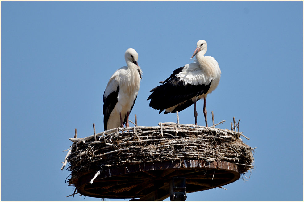 Junge Weißstörche (Ciconia ciconia)