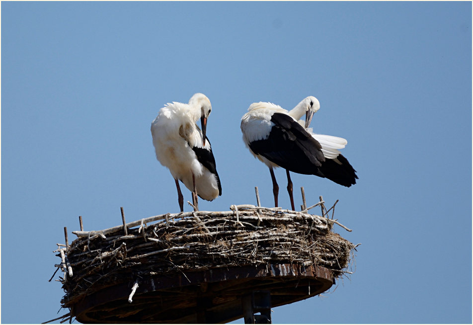 Junge Weißstörche (Ciconia ciconia)