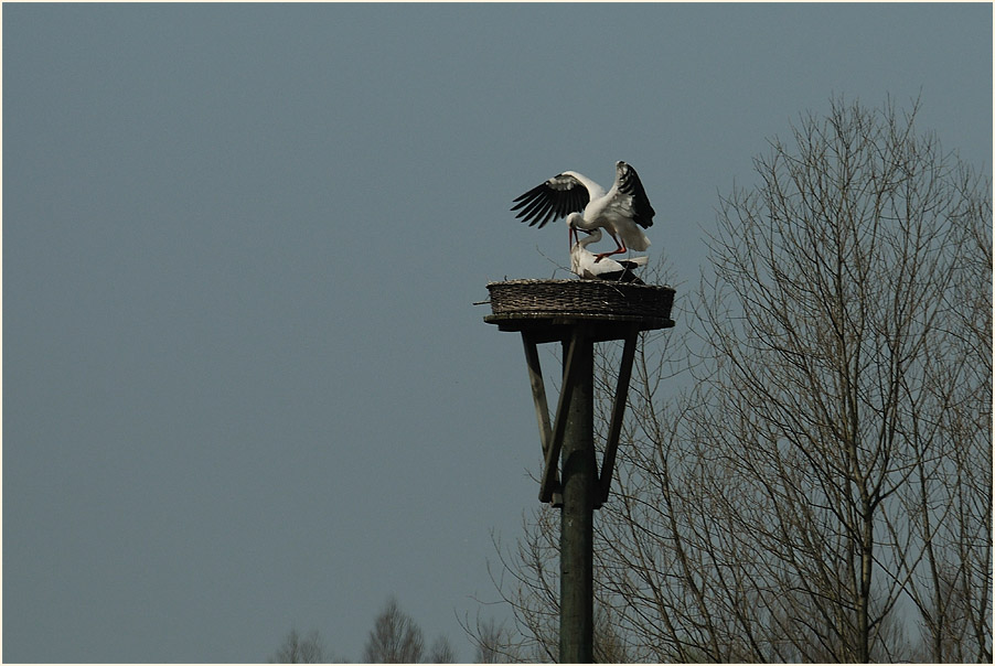 Weißstorch (Ciconia ciconia)