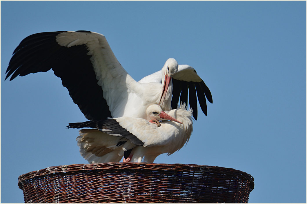 Weißstörche (Ciconia ciconia)