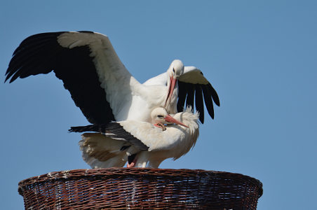 vergrößern