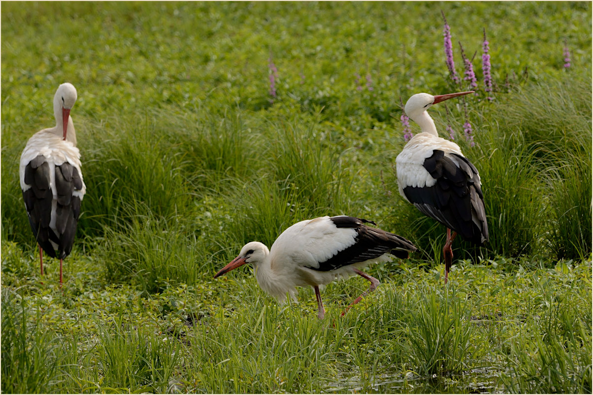 Wei&szlig;storch (Ciconia ciconia)