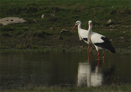 vergrößern