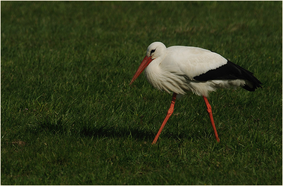 Weißstorch (Ciconia ciconia)