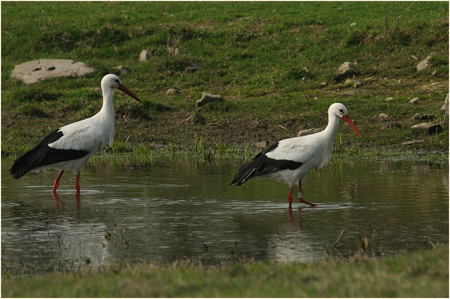 Weißstorch (Ciconia ciconia)