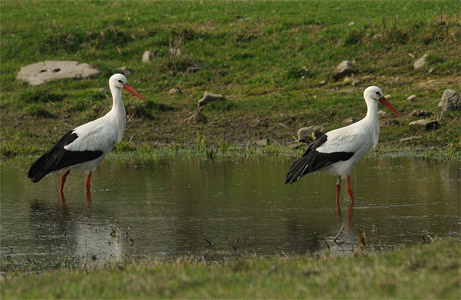 vergrößern