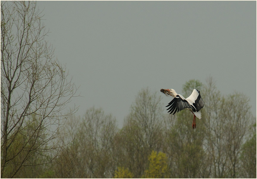 Weißstorch (Ciconia ciconia)