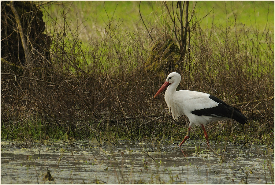 Weißstorch (Ciconia ciconia)