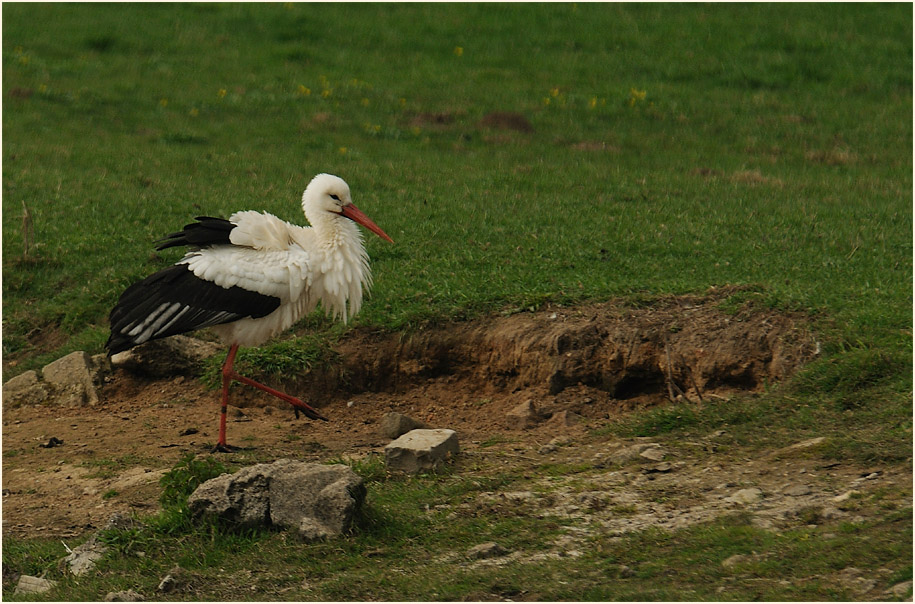 Weißstorch (Ciconia ciconia)