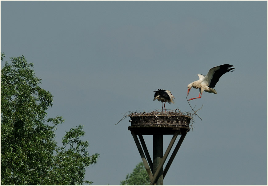 Weißstorch (Ciconia ciconia)