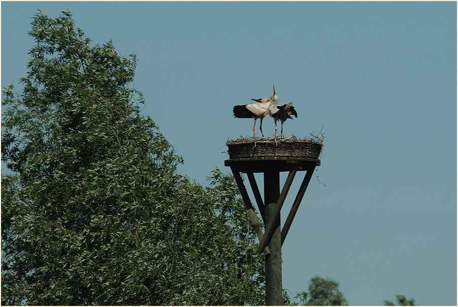 Weißstorch (Ciconia ciconia)