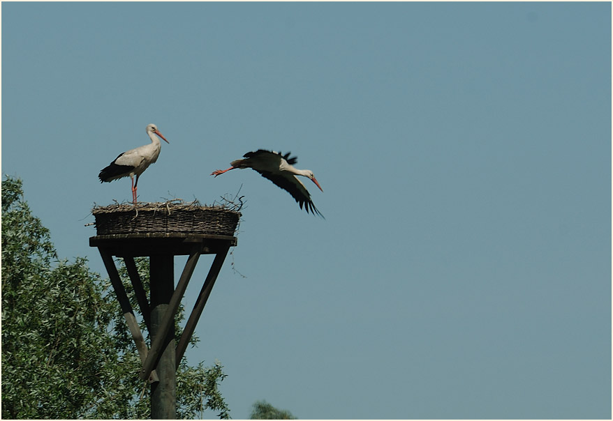 Weißstorch (Ciconia ciconia)