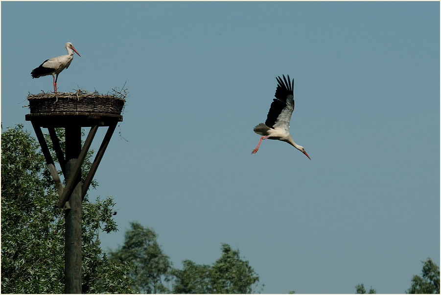 Weißstorch (Ciconia ciconia)