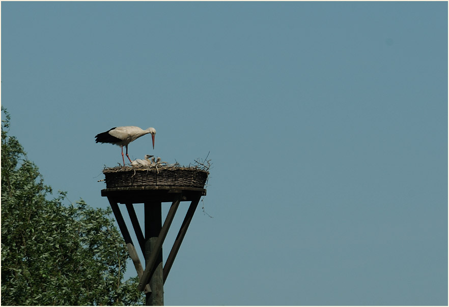 Weißstorch (Ciconia ciconia)