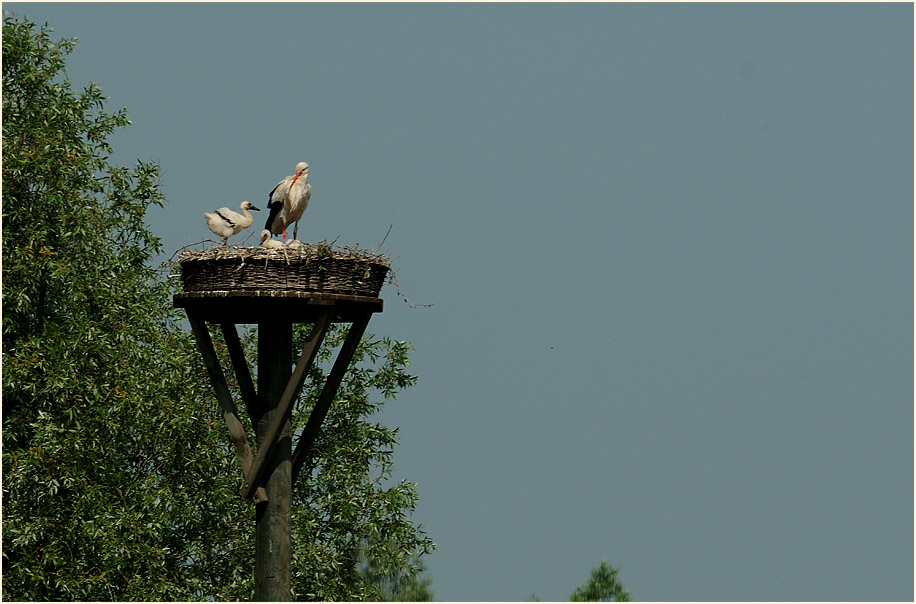 Weißstorch (Ciconia ciconia)