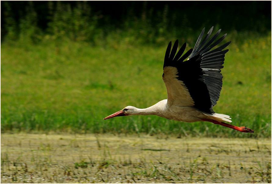 Weißstorch (Ciconia ciconia)