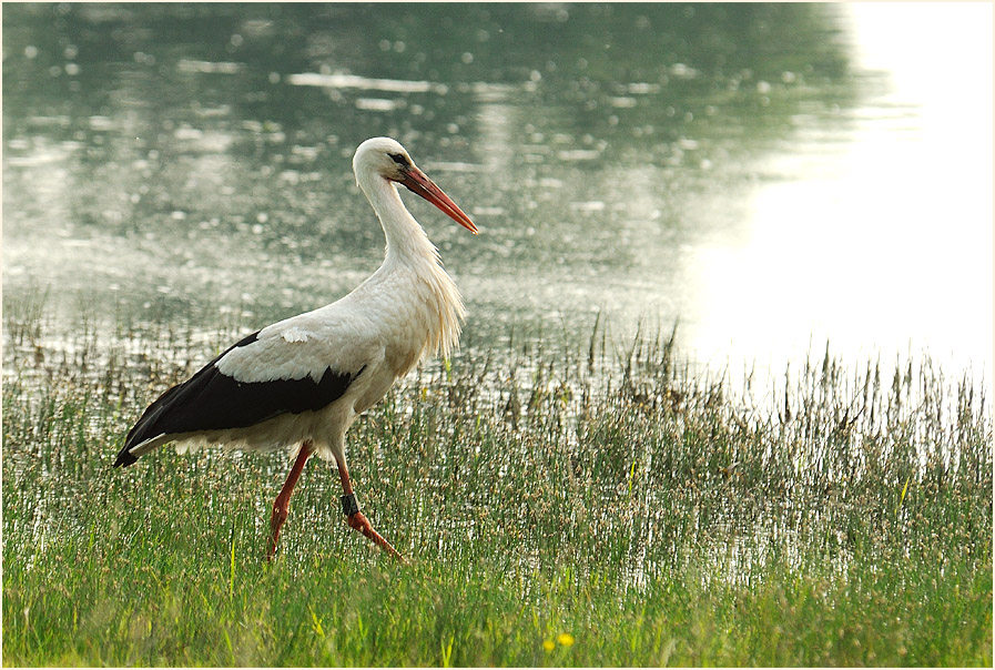 Weißstorch (Ciconia ciconia)