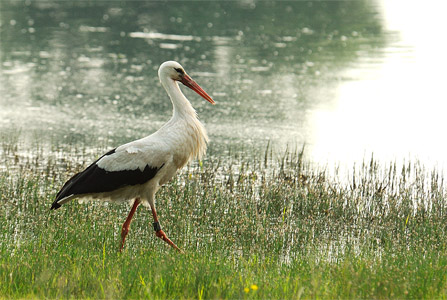 vergrößern