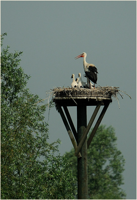 Weißstorch (Ciconia ciconia)