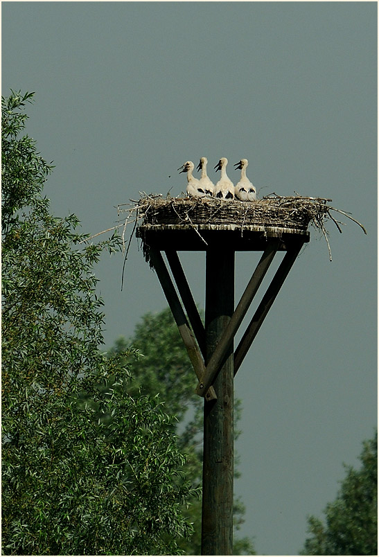 Weißstorch (Ciconia ciconia)