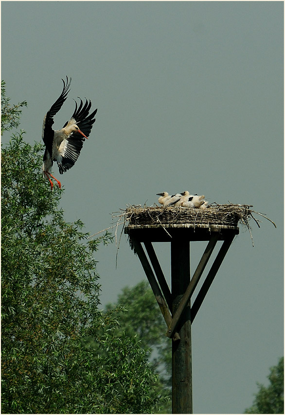 Weißstorch (Ciconia ciconia)