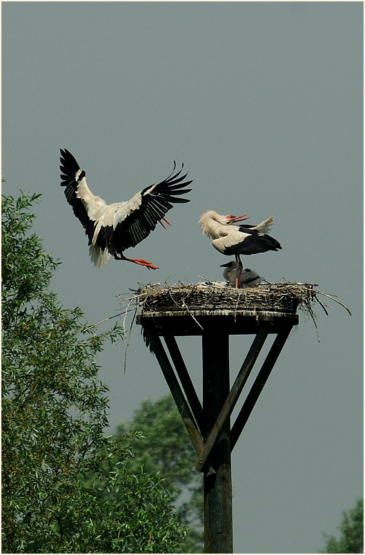 Weißstorch (Ciconia ciconia)