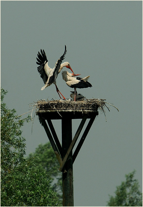 Weißstorch (Ciconia ciconia)