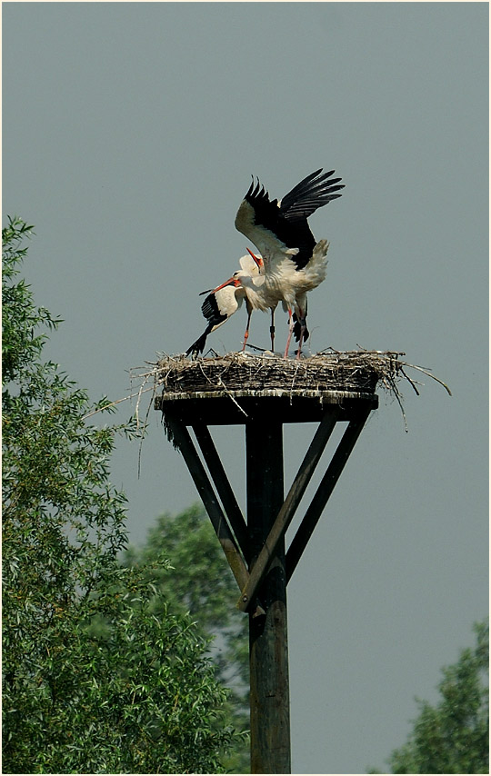 Weißstorch (Ciconia ciconia)