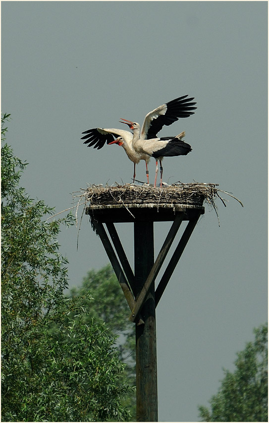 Weißstorch (Ciconia ciconia)