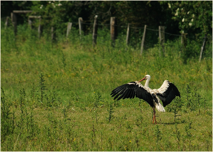 Weißstorch (Ciconia ciconia)