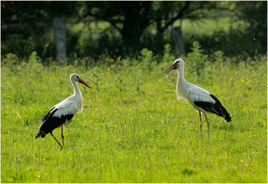 Weißstorch (Ciconia ciconia)