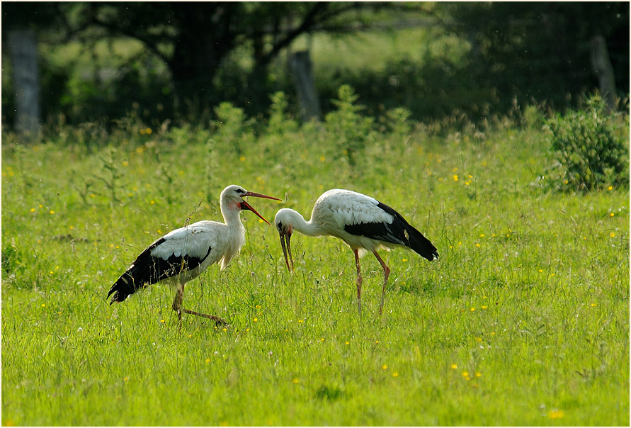 Weißstorch (Ciconia ciconia)