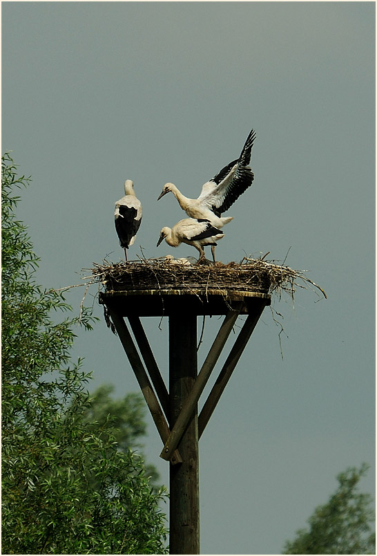 Weißstorch (Ciconia ciconia)