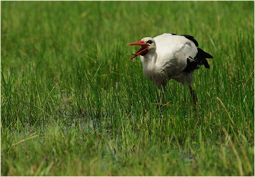 Weißstorch (Ciconia ciconia)