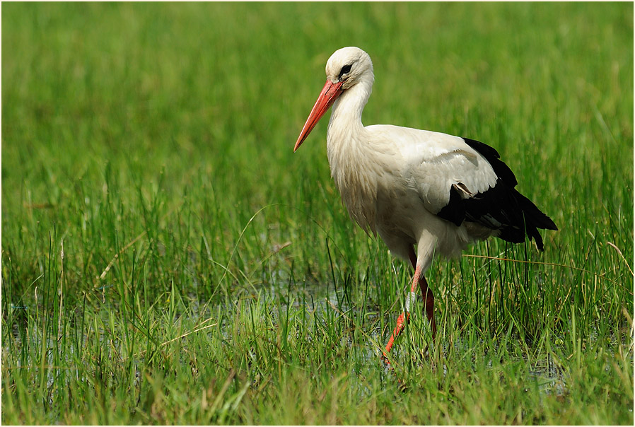 Weißstorch (Ciconia ciconia)