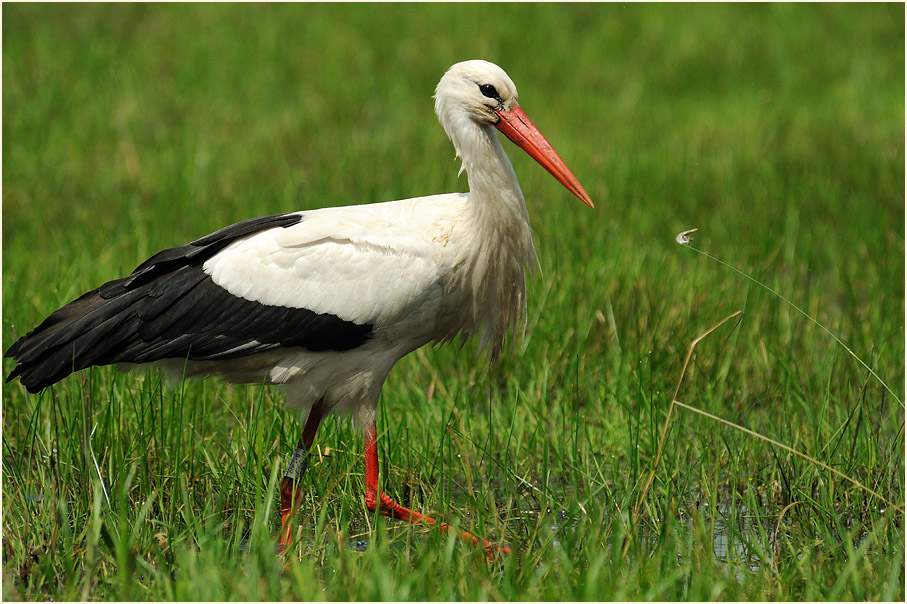 Weißstorch (Ciconia ciconia)