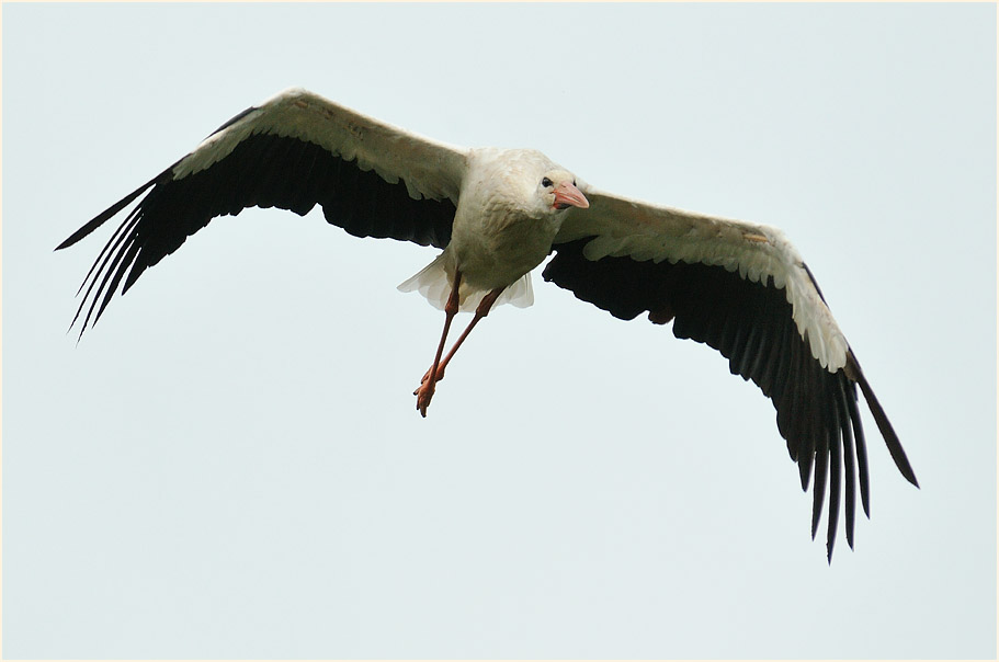 Weißstorch (Ciconia ciconia)