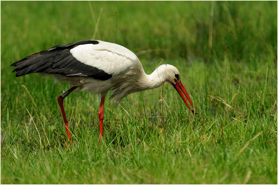 Weißstorch (Ciconia ciconia)