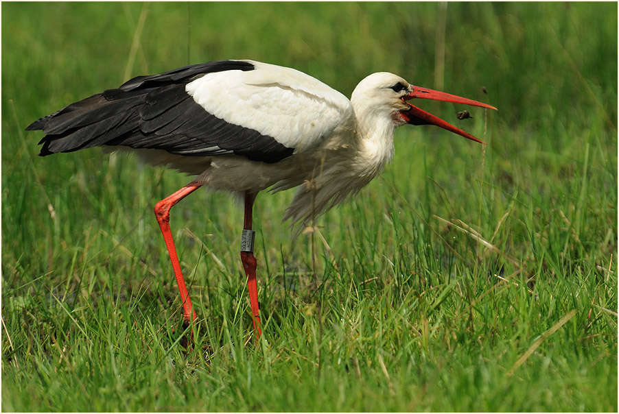 Weißstorch (Ciconia ciconia)