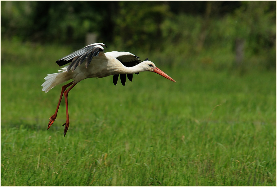 Weißstorch (Ciconia ciconia)