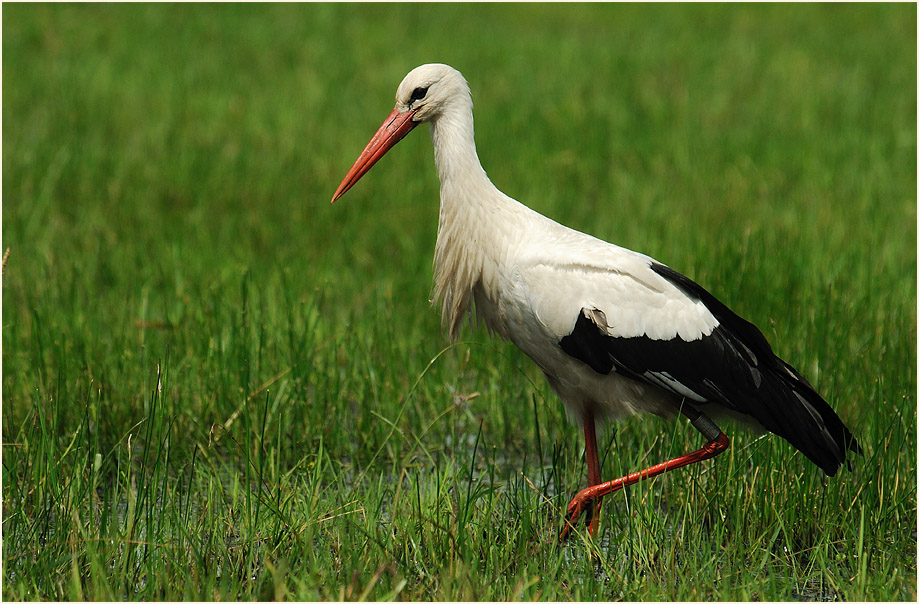 Weißstorch (Ciconia ciconia)