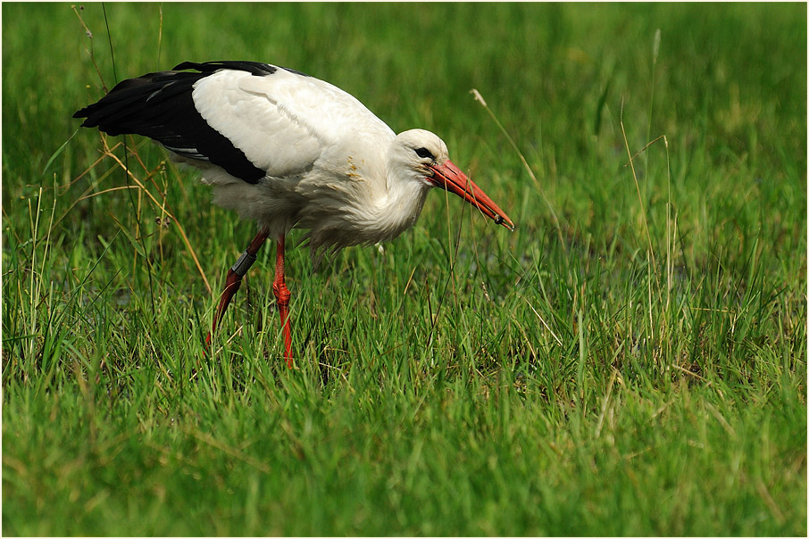 Weißstorch (Ciconia ciconia)