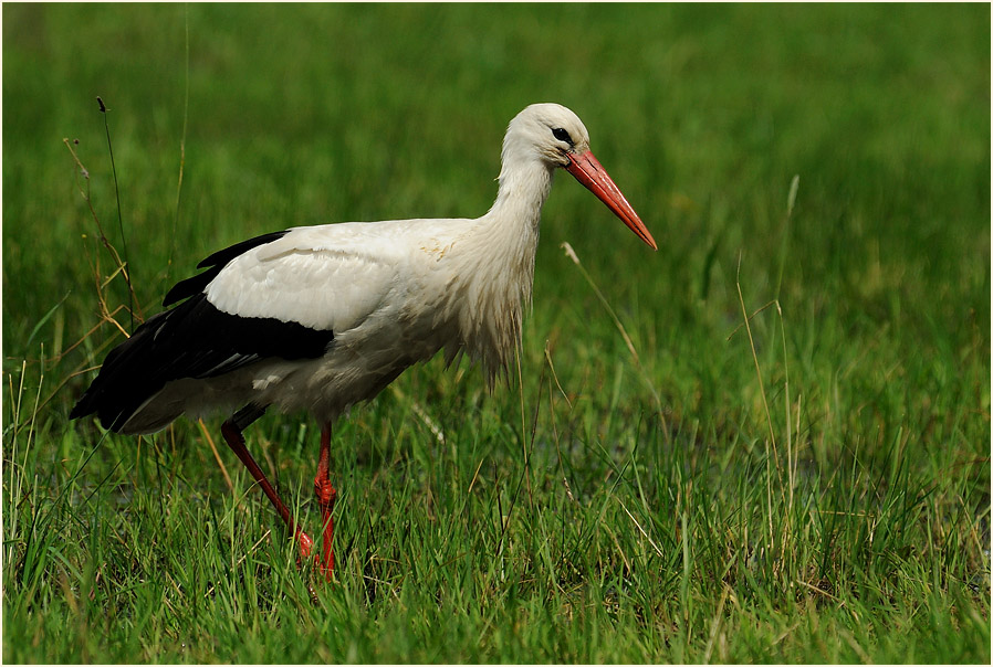 Weißstorch (Ciconia ciconia)