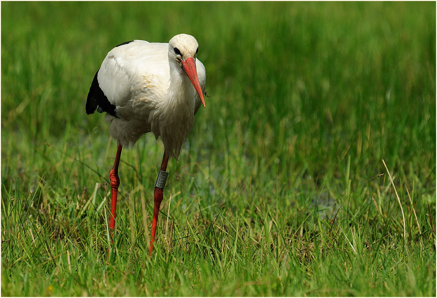 Wei&szlig;storch (Ciconia ciconia)