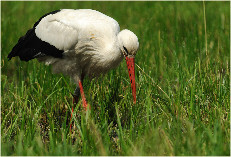 Weißstorch (Ciconia ciconia)